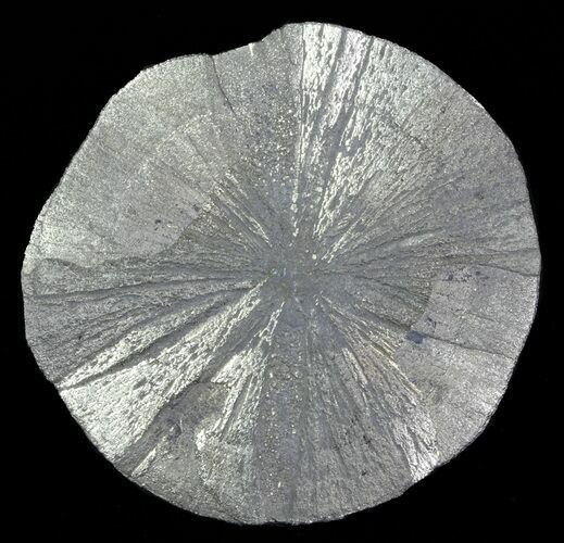 Beautiful Pyrite Sun - Illinois #63477